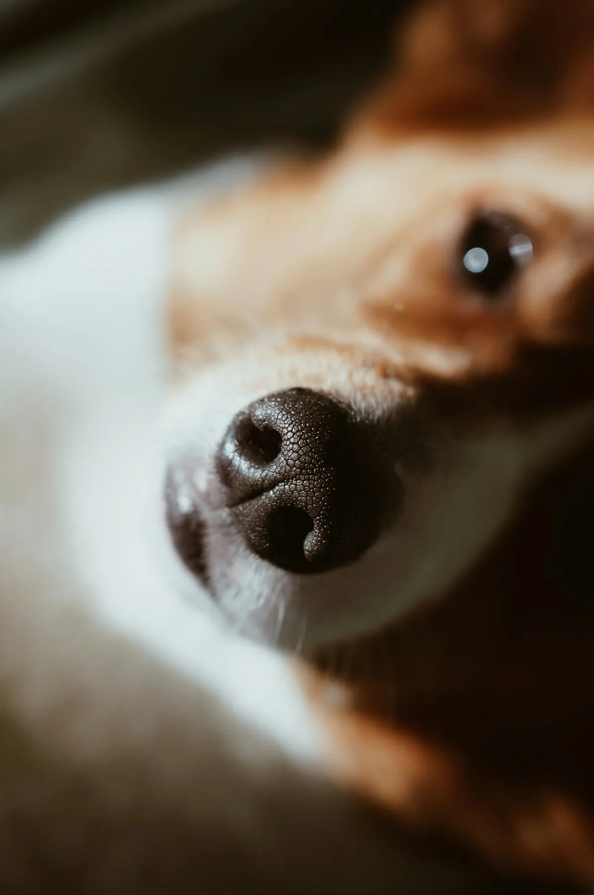 Chien renifleur de punaises : quelle fiabilité réelle ?