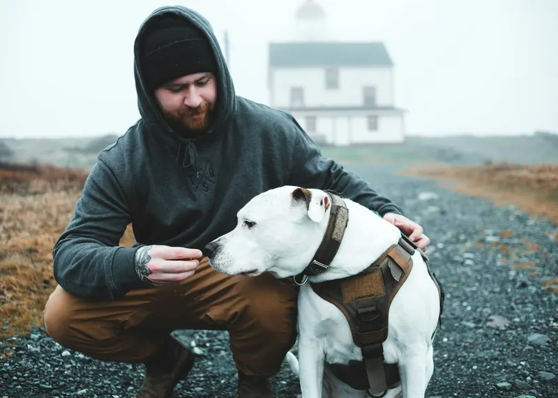 Maître-chien accroupi récompensant un chien de travail harnaché