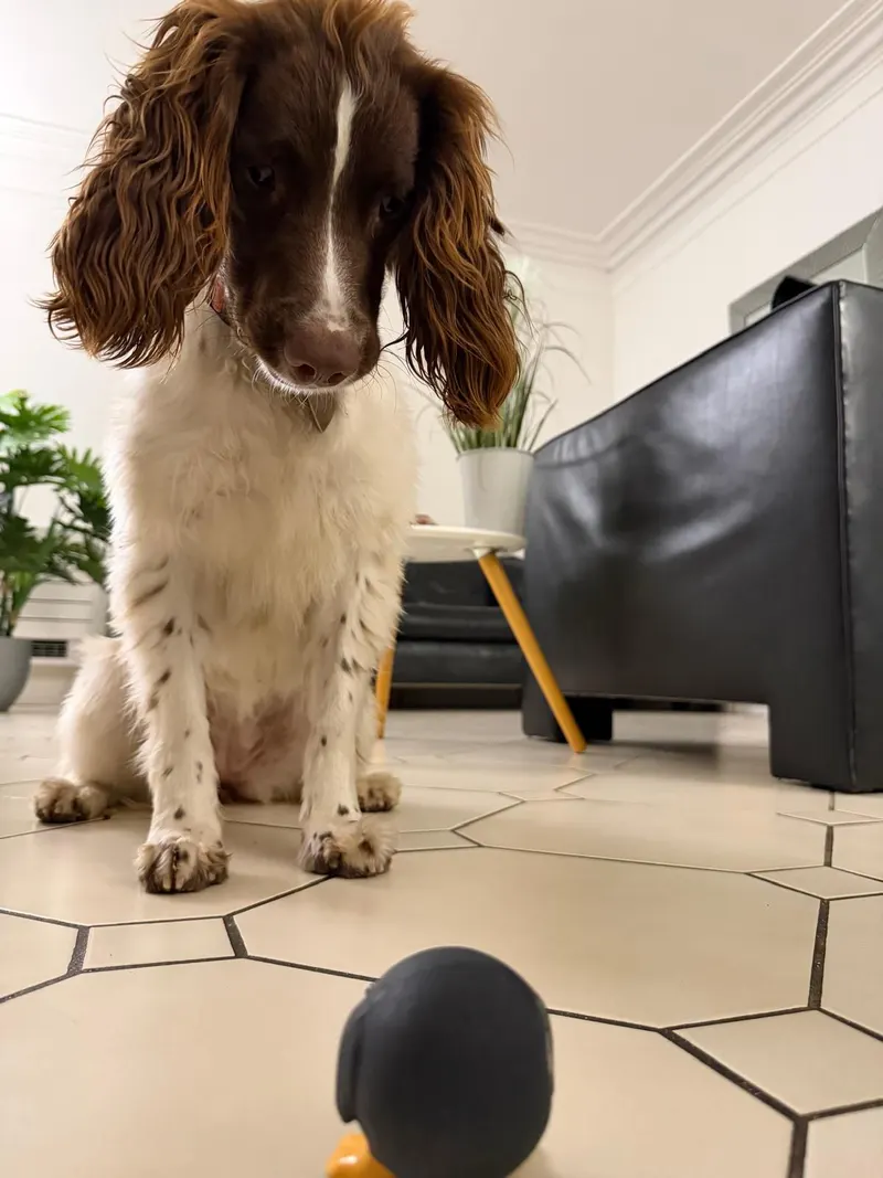 Molly, Springer Spaniel, le nez au sol en pleine recherche à domicile