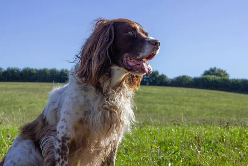 Springer Spaniel en session de travail en extérieur