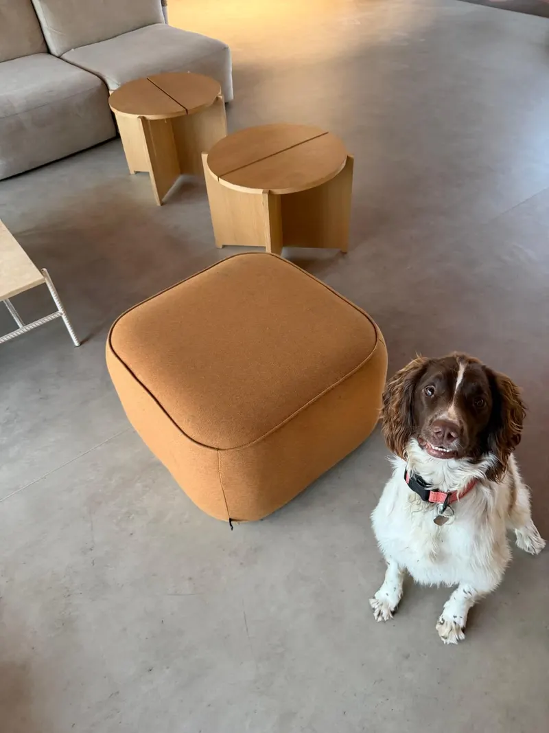 Molly, Springer Spaniel de détection, attentive à l'intérieur d'un logement
