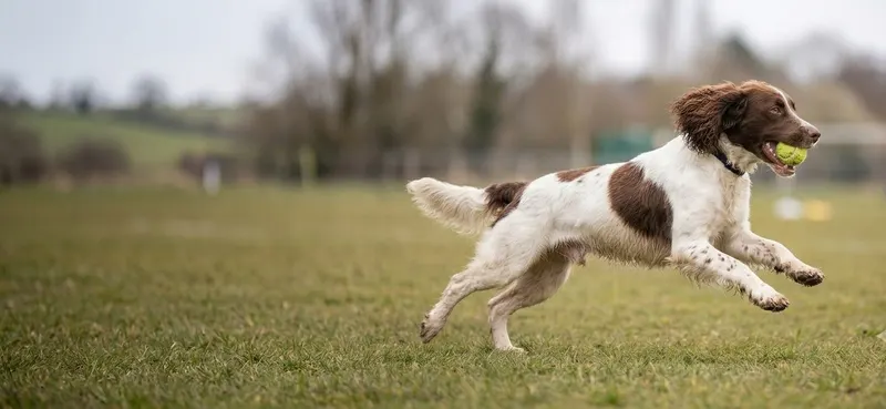 Molly court joyeusement dans un champ, sa balle de récompense dans la gueule