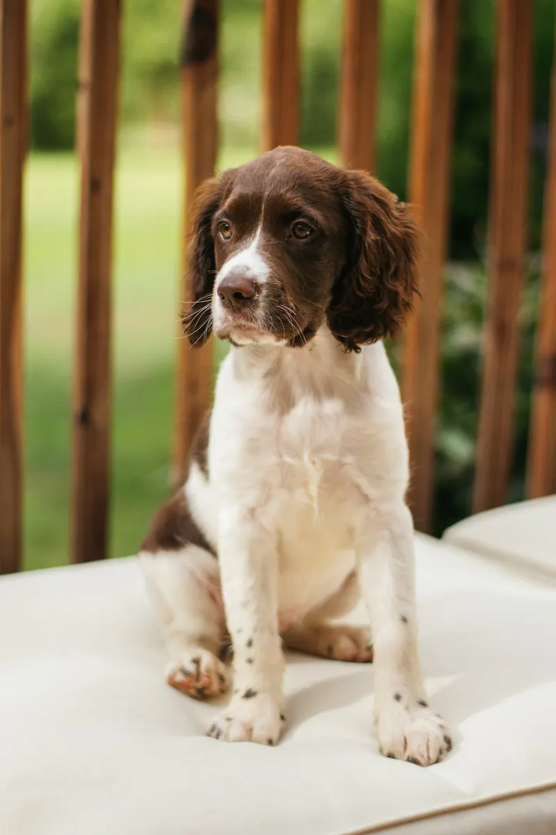 Springer Spaniel assis, immobile et concentré : l'attitude du marquage passif