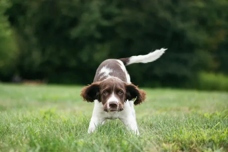 Jeune Springer Spaniel en position de jeu, récompense après une détection réussie
