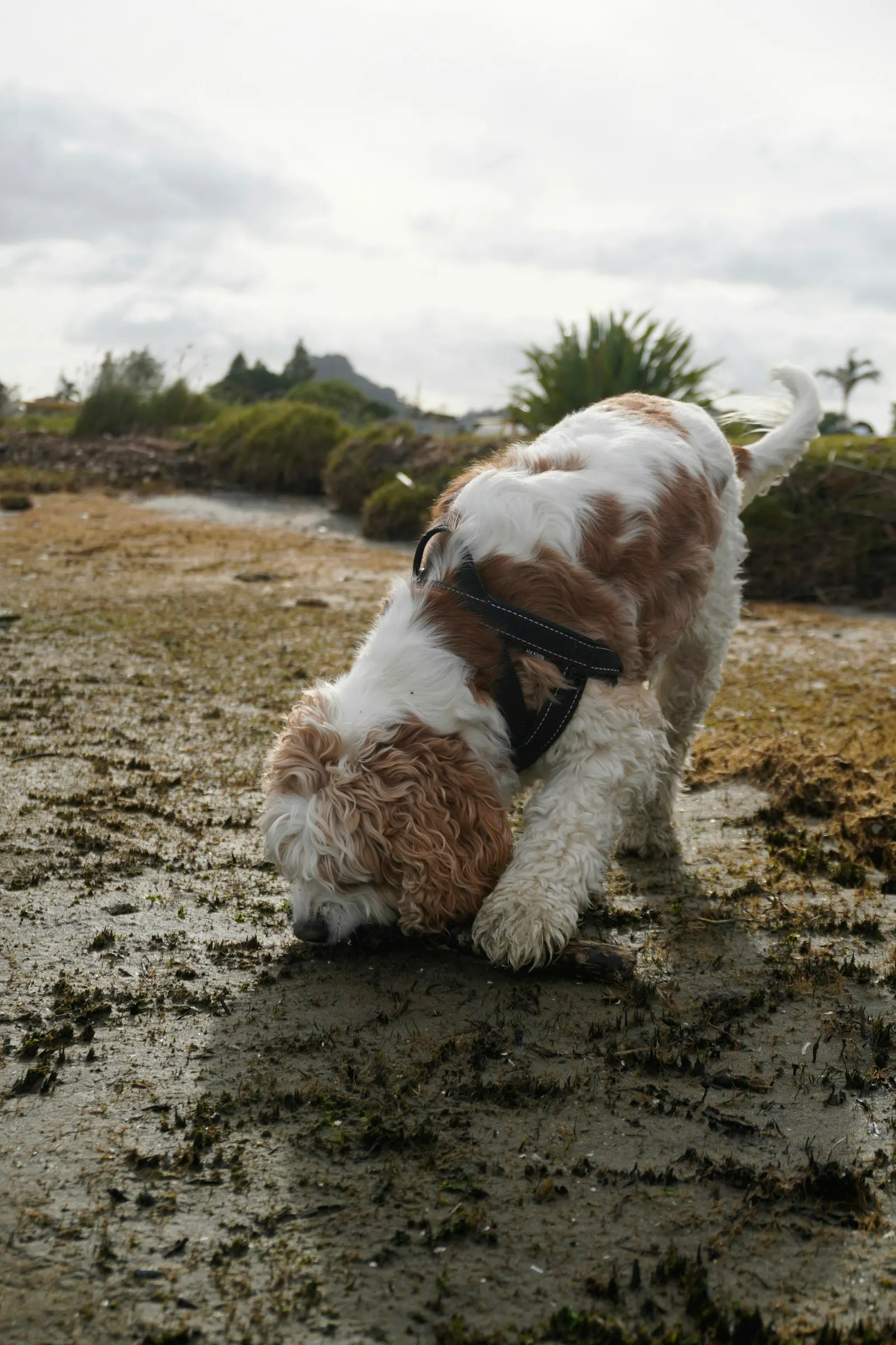 Molly, Springer Spaniel de détection, harnais de travail et truffe au sol en pleine recherche